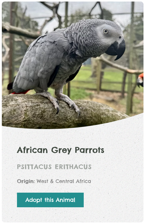 Three animals in individual cards with their names